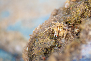 macro shot of a one crab on a stone on a Sunny day in the Caribbean sea