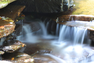 brook in the woods