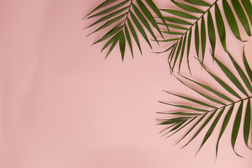 green palm leaves in the upper right corner on a pink background 