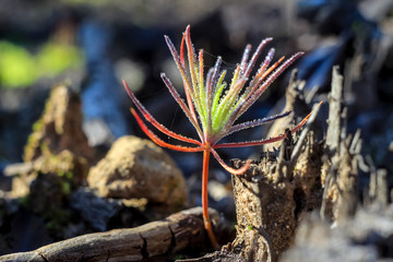 macro picture of the first sprout of a small tree at dawn of spring morning in drops of dew