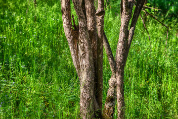 Obraz premium tree stem in the spring season on green grass background
