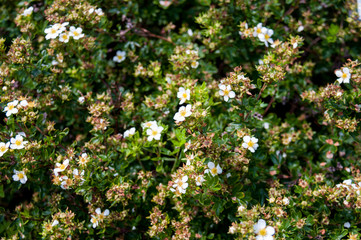White small flowers of cinquefoil Daurian