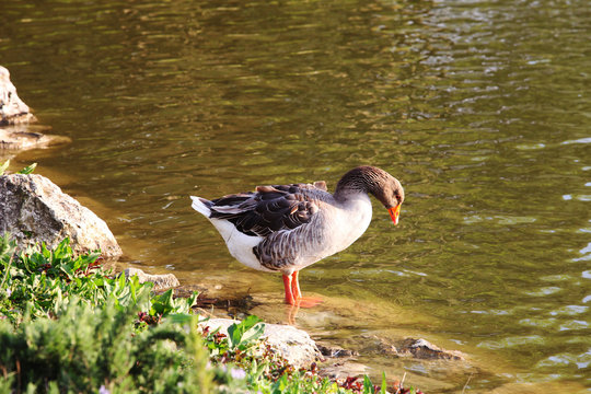 Red nose duck  in lake coast 