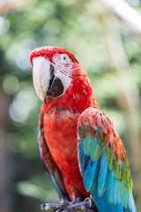 Old red macaw resting on a wooden trunk. Very docile and domesticated.