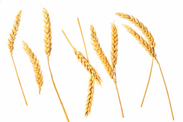 set of wheat ears isolated on a white background