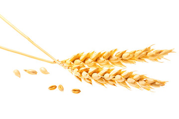 Ripe ears of wheat isolated on white background