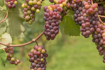 Winery with bunches of grapes intended for the production of wine.