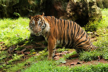 Sumatran tigers are looking to the side