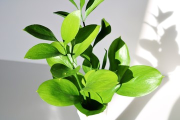 緑の葉　陽ざし　影　屋内　