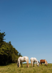 horses grazing