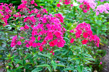 Botanical Garden of Vladivostok, flowers Svir
