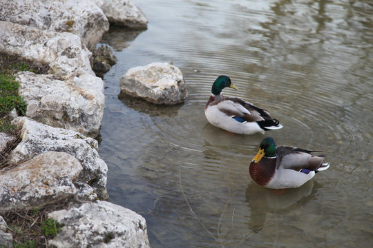 Mallard ducks swimming at lake 