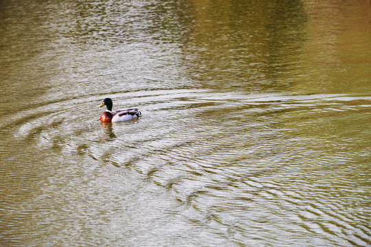 Mallard duck swimming at lake 