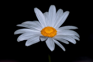 Shasta Daisy flower in the garden