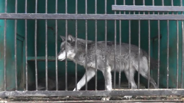 Horrible conditions of animals in little zoos of Asian. Wolf in a cage in a state of prostration, not that does not pay attention, circus rhythm. Super slow motion 1000 fps

