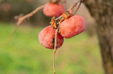 빨갛게 익은 홍시
