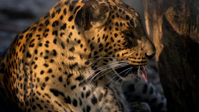Leopard licking its paw hygiene