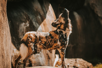 Painted Wild Dog