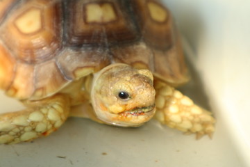 closeup of turtle