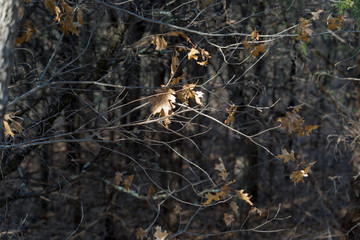 Dry leaves on a tree branch on a sunny February day in Dallas city park