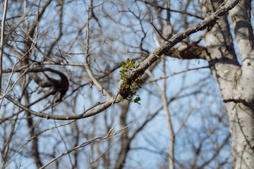 The first green sprouts on a tree branch on a sunny February day in Dallas city park