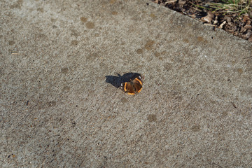 butterfly on the path