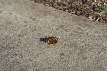 The first butterfly on the concrete walkway on a sunny February day in Dallas city park
