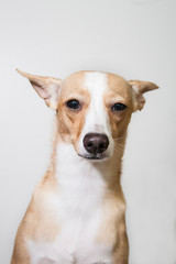 dog on white background