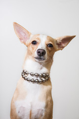dog on white background
