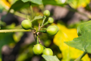 small eggplant, turkey berry