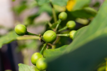 small eggplant, turkey berry