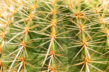 Close up cactus texture detail