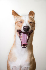 dog on white background