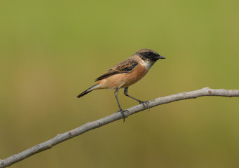 Lovely bird, Eastern Stonechat with green nature background.