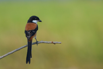 Long-tailed Shrike; Lanius schach , Beautiful bird in Thailand.