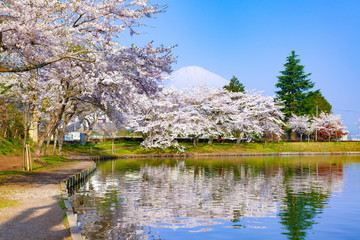 富士山と満開の桜、静岡県御殿場市東山湖にて