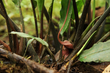 Lagenandra toxicaria Ayurvedic Medicine