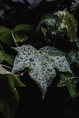 Naklejka premium Hoja Agua