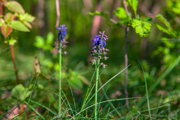 close up image of spring flowers