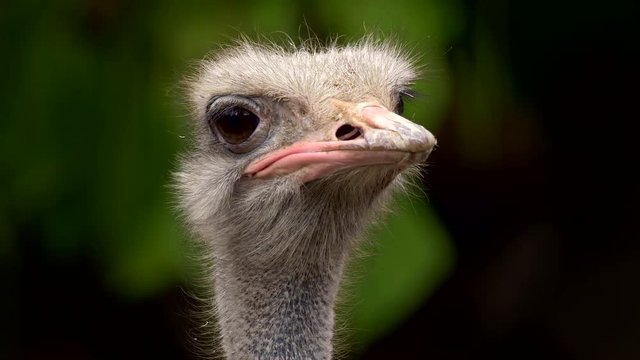 Portrait of male common ostrich (Struthio camelus)