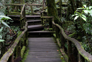 A wooden pathway in a national park