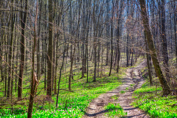 sunny spring weather in spring forest 