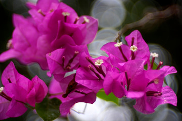 Pink bougainvillea bouquet with bubble blur background