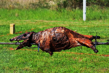 Roasting wild boar,  Wild Boar grilling on the spit,alien