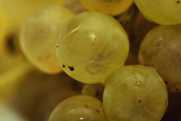 White grapes 