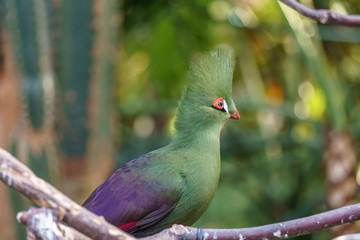 roul-roul partridge Exotic birds and animals in wildlife in natural setting.