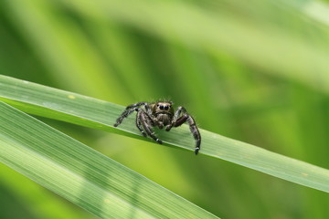 Spider on green background, macro photography