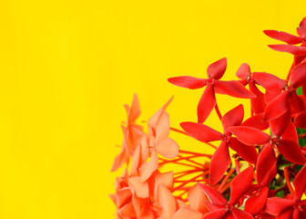 Fototapeta na wymiar Ixora flower with macro close up on yellow backgrounds
