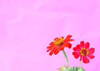 Red Zinnia flowers bloom on pastel pink color backgrounds