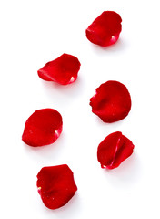 Closeup of rose petals on white background